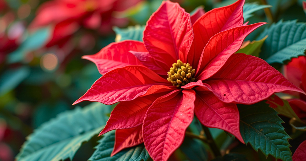 Пуансетія, або різдвяна зірка, - декоративна рослина, яка створює в домі атмосферу свята /pixabay.com