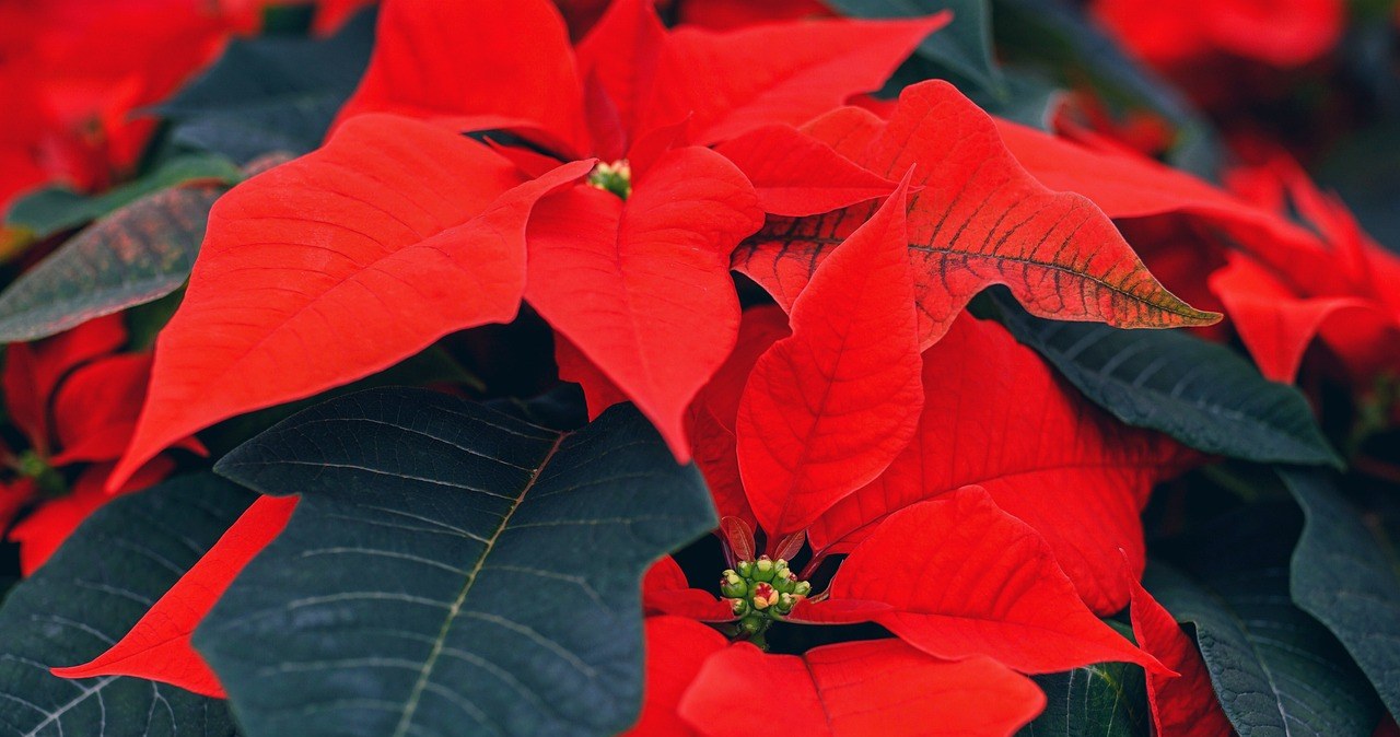 Пуансетія родом із тропічних регіонів, тому любить високу вологість /pixabay.com