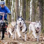 Puchar Świata w wyścigach psich zaprzęgów. Zobacz film i zdjęcia!