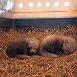 Panda Puchate kulki urodziły się w polskim zoo. Trzeba uważać, jedna raz uciekła