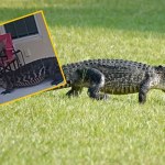 "Puk, puk, tu aligator". Przerażająca wizyta