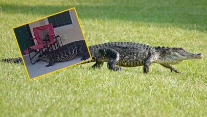 "Puk, puk, tu aligator". Przerażająca wizyta