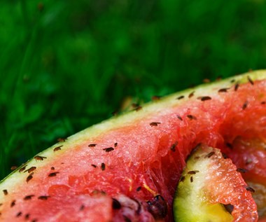 Pułapka na muszki owocówki: Wystarczą dwa składniki