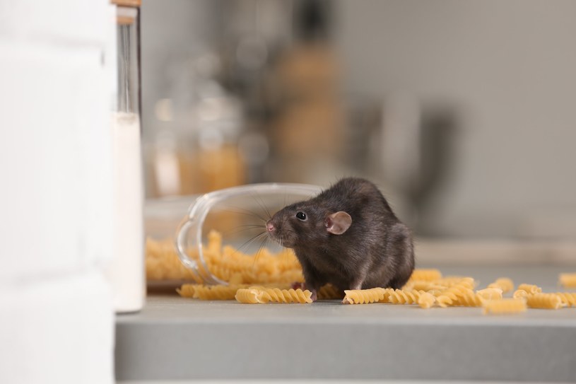 Pułapkę na myszy można szybko przygotować w domowych warunkach /123RF/PICSEL