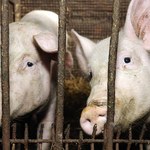 "Puls Biznesu": Czesi prześwietlą nasze świnie