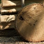 "Puls Biznesu": Lasy Państwowe - drewno płynie za morze