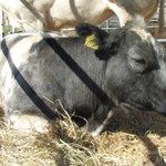 "Puls Biznesu": Mięso, mleko i frytki zagrożone suszą