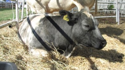 "Puls Biznesu": Mięso, mleko i frytki zagrożone suszą