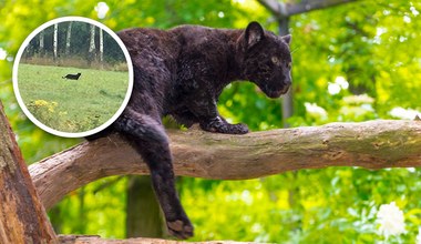 Puma czy zwykły kot? Na południu Polski wybuchła panika, jest ostrzeżenie