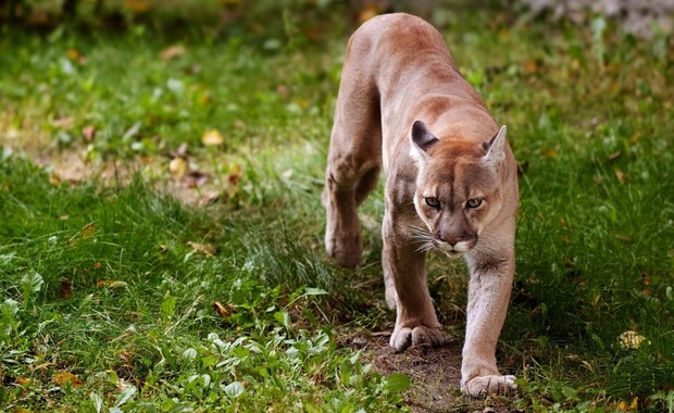 Puma grasuje w Niemczech? Służby w stanie najwyższej gotowości