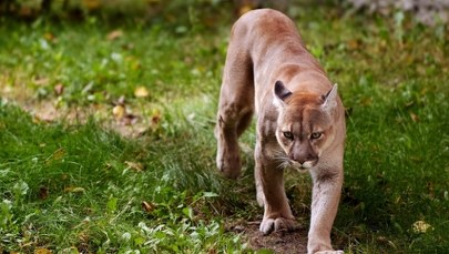 Puma grasuje w Niemczech? Służby w stanie najwyższej gotowości