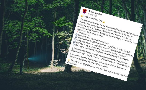 Puma lub gepard w lesie na Pomorzu Zachodnim. Pilny apel do mieszkańców