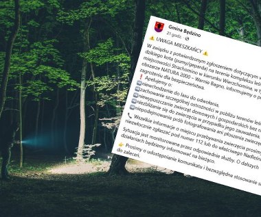 Puma lub gepard w lesie na Pomorzu Zachodnim. Pilny apel do mieszkańców