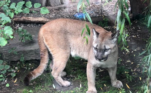 Puma Nubia przejdzie w chorzowskim zoo kwarantannę i badania 