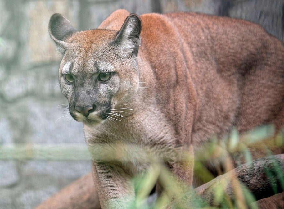 Puma Nubia w chorzowskim ogrodzie zoologicznym /Andrzej Grygiel /PAP