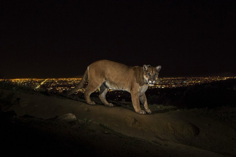 Puma płowa /AFP