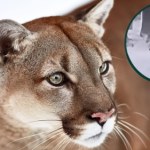 Puma pod Głogowem? Ekspert wątpi: To zupełnie inny kot