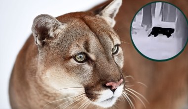 Puma pod Głogowem? Ekspert wątpi: To zupełnie inny kot