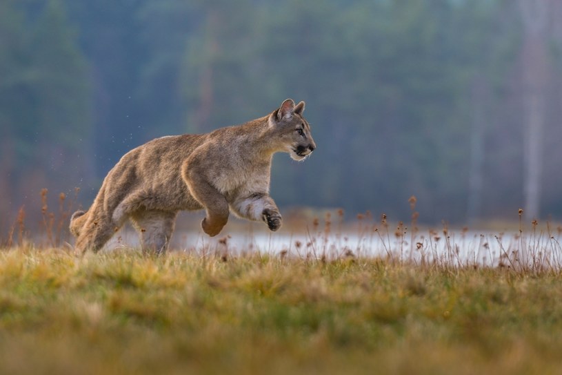 Puma to gatunek drapieżnego ssaka z podrodziny kotów. Zamieszkuje oba kontynenty amerykańskie od Patagonii po Kanadę. /123RF/PICSEL