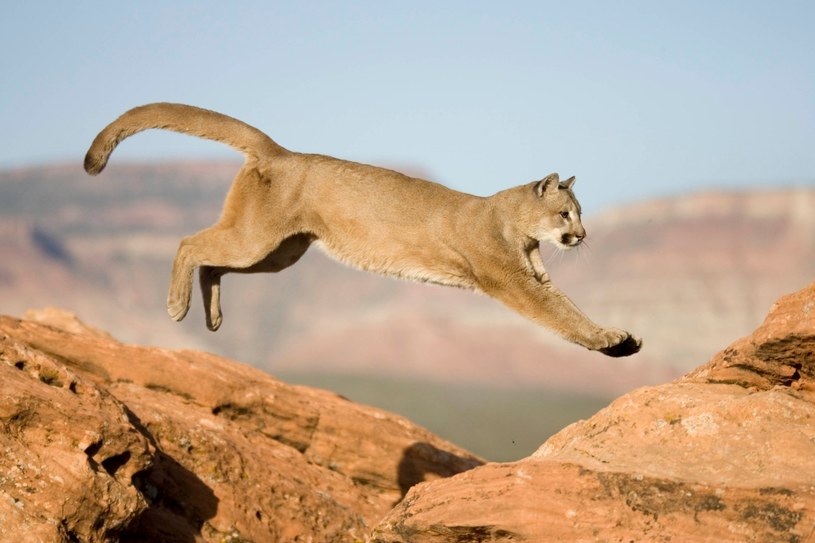 Puma w jednym z parków w stanie Kolorado /East News