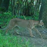 Puma w polskim lesie. Eksperci pokazali "dowód". Zdjęcie nie jest autentyczne
