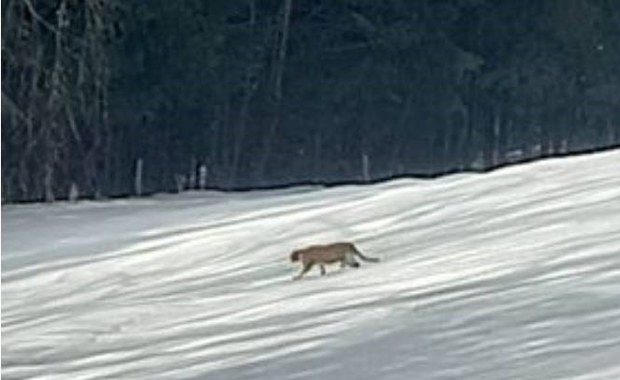 Puma w sądeckich lasach? Leśnicy apelują o ostrożność