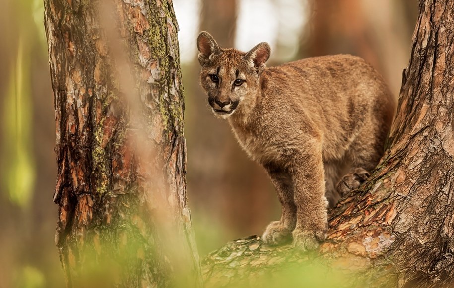 Puma zaatakowała 11-latkę. Dramatyczne chwile przed domem