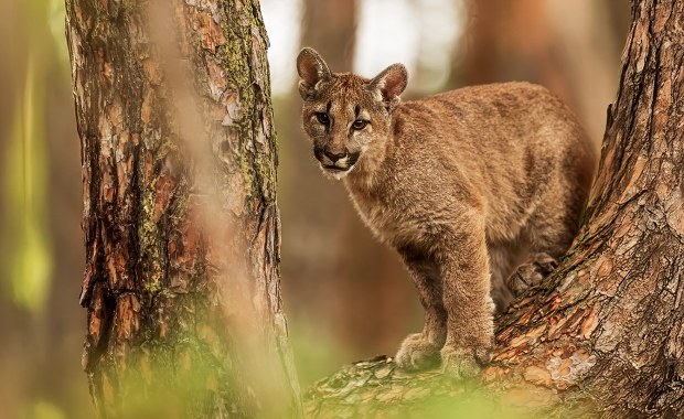 Puma zaatakowała 11-latkę. Dramatyczne chwile przed domem 