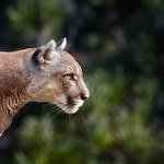 Puma zaatakowała 70-latka. Turysta ma rany głowy i ramion 