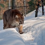 ​Puma zaatakowała biegacza. Mężczyzna udusił ją gołymi rękami!