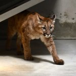 ZOO Puma złapana w Polsce zakończyła kwarantannę. Wiemy, co będzie z nią dalej