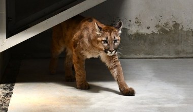 Puma złapana w Polsce zakończyła kwarantannę. Wiemy, co będzie z nią dalej