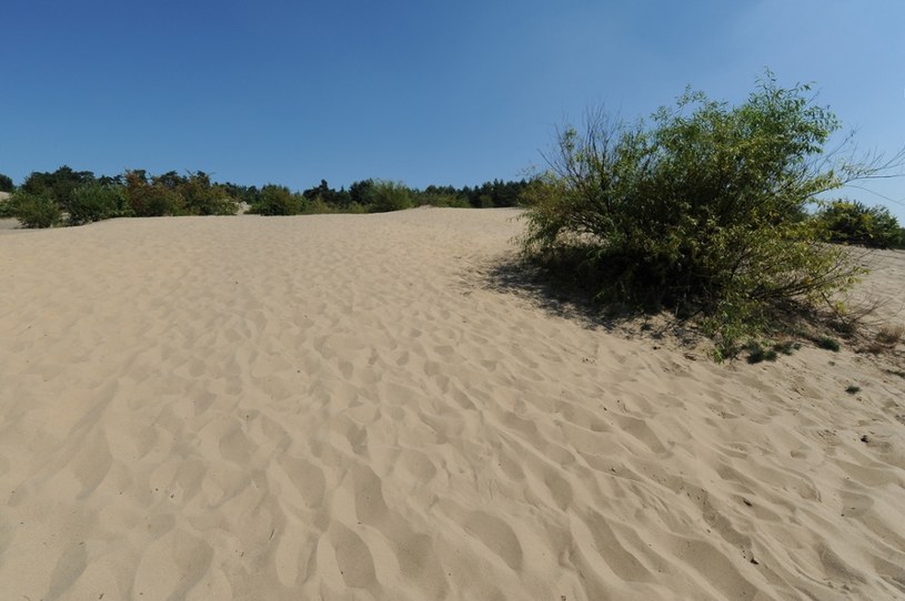 Pustynia Błędowska to największy w Polsce obszar lotnych piasków /Gerard /Reporter