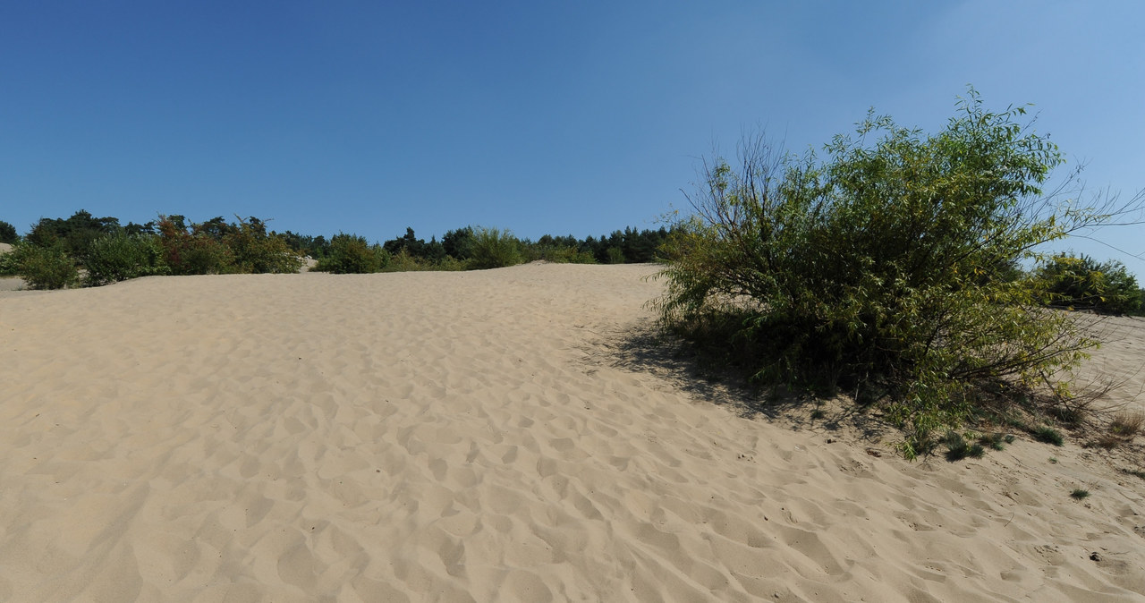 Pustynia Błędowska to największy w Polsce obszar lotnych piasków /Gerard /Reporter