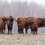 Puszcza Białowieska bez polowań i wycinek. Rząd chce ścisłej ochrony