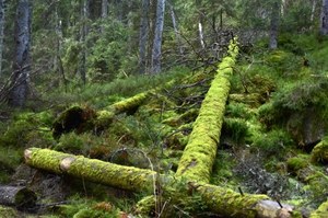 Puszcza Białowieska cała objęta ochroną. Będzie odpowiednia "konstytucja" 