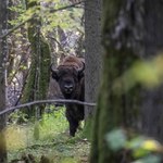 Puszcza Białowieska – dlaczego warto ją chronić? Wojna o wycinkę nadal trwa