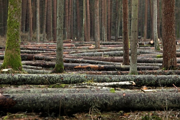 Puszcza Białowieska, okolice Czerlonki (3 grudnia 2017) /Artur Reszko /PAP