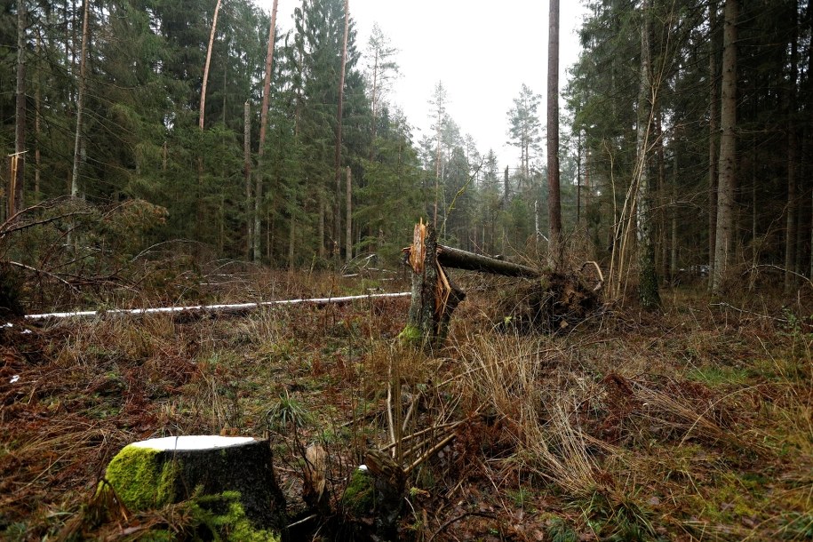 Puszcza Białowieska - okolice Łozic /Artur Reszko /PAP