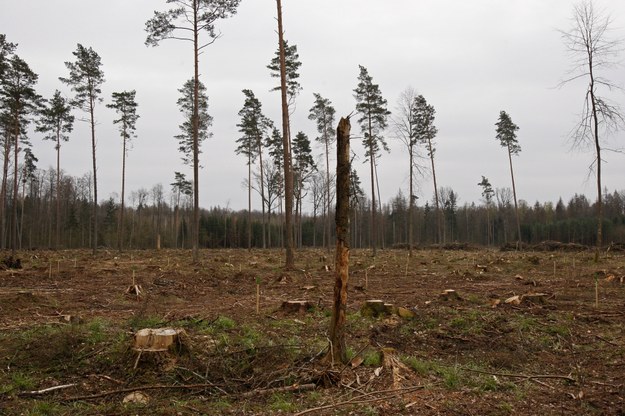 Puszcza Białowieska, okolice wsi Janowo /Artur Reszko /PAP