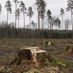 Puszcza Białowieska: Przez 5 lat wycięto 157 tys. drzew zasiedlonych przez korniki