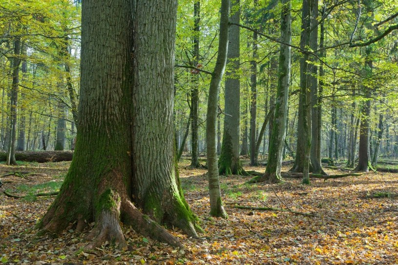 Puszcza Białowieska / zdj. ilustracyjne /123RF/PICSEL