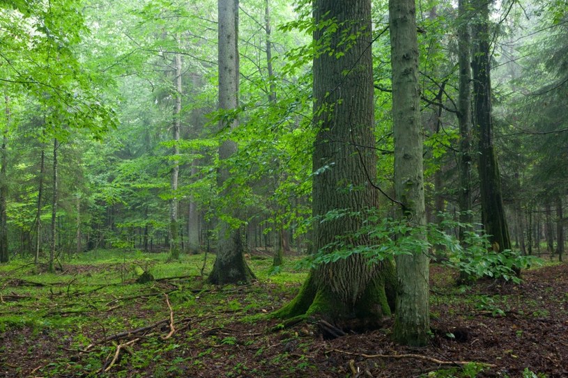 Puszcza Białowieska /123RF/PICSEL