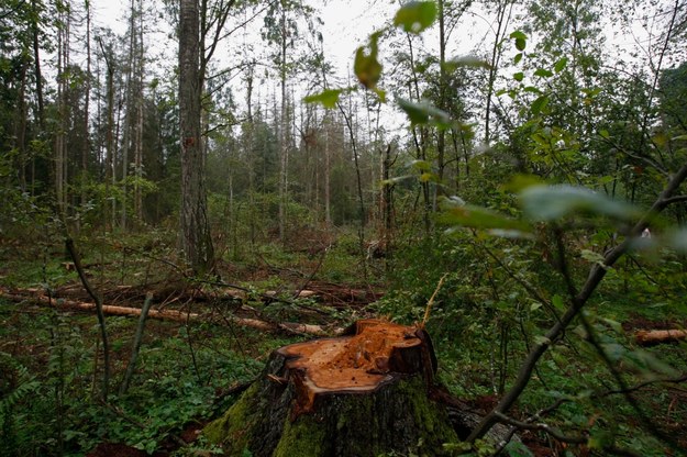 Puszcza Białowieska /Artur Reszko /PAP