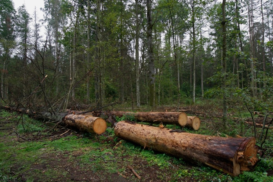 Puszcza Białowieska /Artur Reszko /PAP
