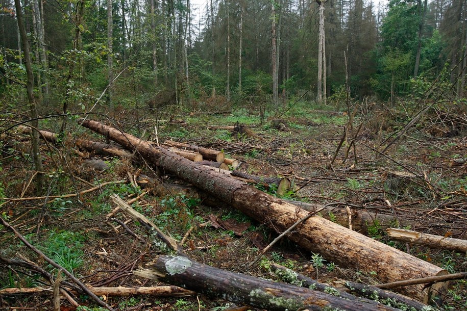 Puszcza Białowieska /Artur Reszko /PAP