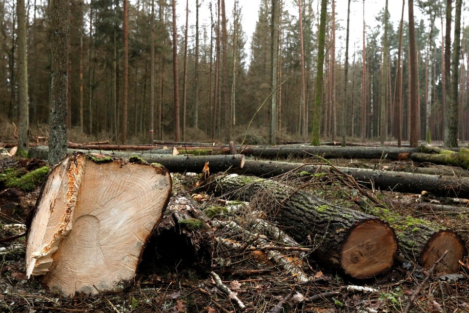 Puszcza Białowieska /Artur Reszko /PAP