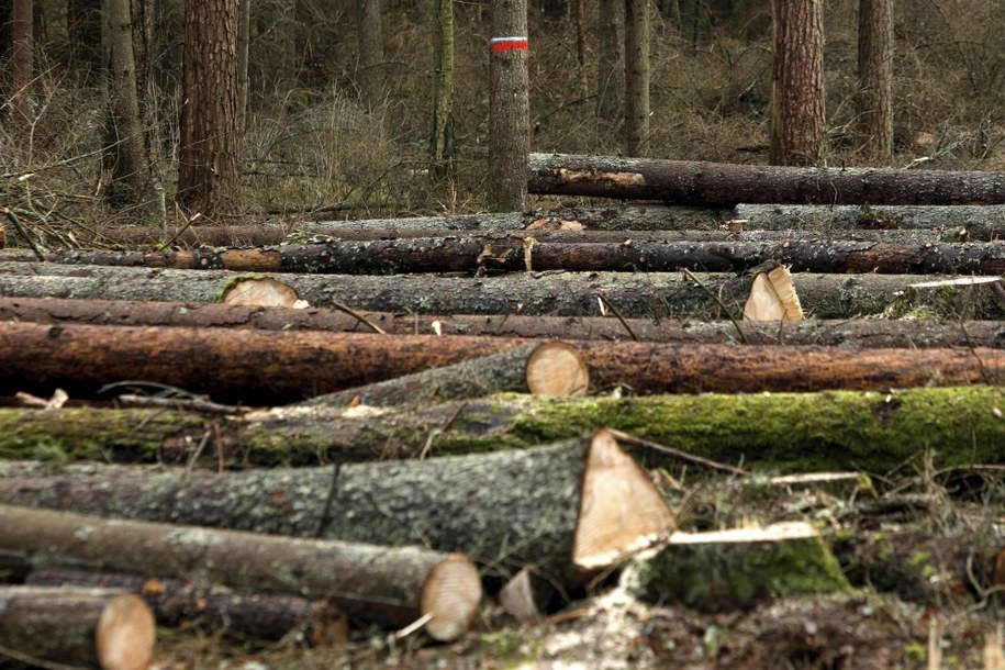 Puszcza Białowieska /Artur Reszko /PAP