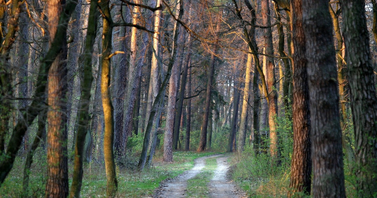 Puszcza Niepołomicka to wyjątkowy kompleks leśny, oferujący liczne możliwości aktywnego wypoczynku. To doskonałe miejsce na rowerowe przejażdżki. /East News