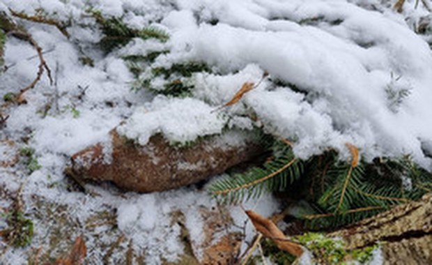 Puszcza Romincka: Kilkadziesiąt granatów zabezpieczonych przez saperów 